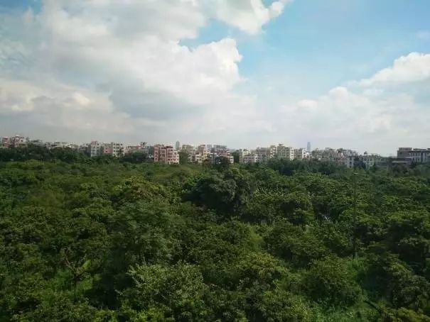 蒋家浜旧改最新动态，探索自然美景的旅程