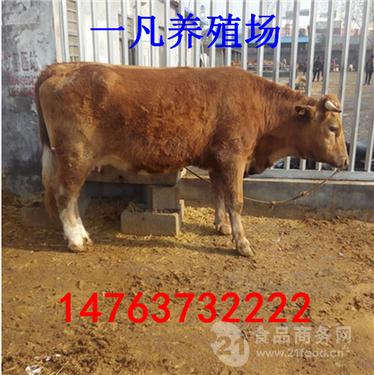 鲁西黄牛苗最新价格揭秘，小巷中的珍稀宝藏！