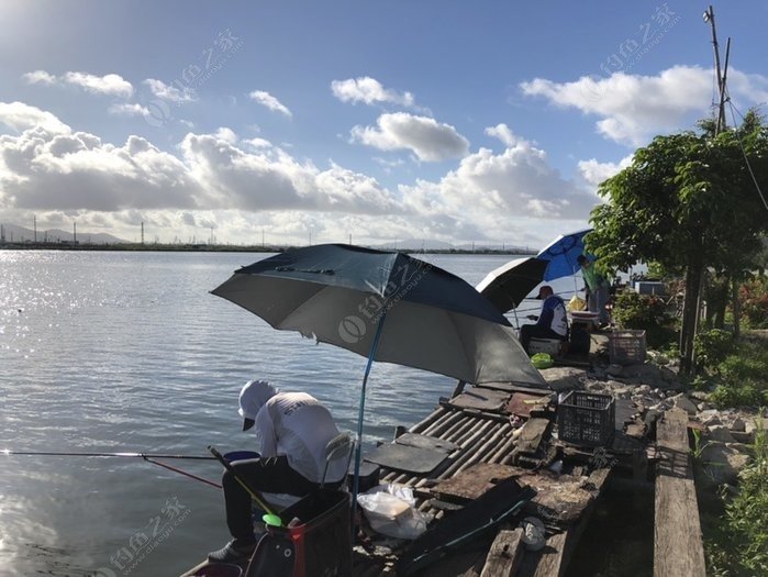 珠海最新免费野钓地点大揭秘，观点论述与钓鱼新去处